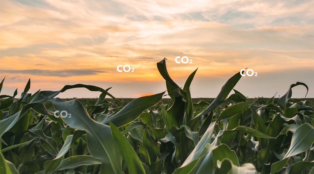 net zero plants